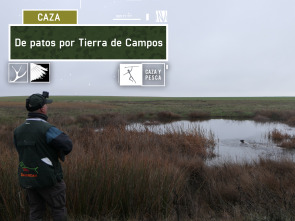 De patos por Tierra de campos