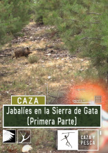 Jabalíes en la sierra de Gata 1º parte