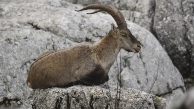 Gestión de monteses en las alpujarras