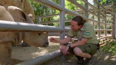 La magia de Animal...: Un gran paso para el rinoceronte