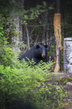 Quebec a vista de... (T12): Caza y pesca en Falls Gully