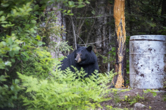 Quebec a vista de... (T12): Caza y pesca en Falls Gully