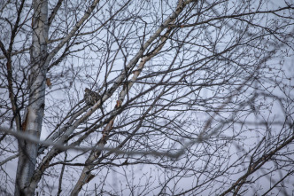 Quebec a vista de... (T12): Caza de alces en Bataram