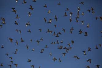 Quebec a vista de... (T12): Caza de aves acuáticas en la propiedad Western Trophy