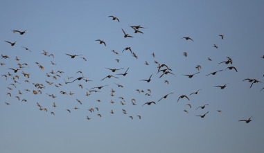 Quebec a vista de... (T12): Caza de aves acuáticas en la propiedad Western Trophy