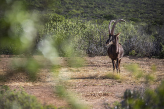 Quebec a vista de... (T12): Safaris de antílopes en Sudáfrica