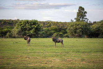 Quebec a vista de... (T12): Safaris de antílopes en Sudáfrica