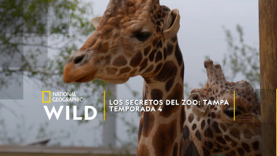 Los secretos del zoo:...: El milagro de la manada