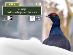 De viaje: Gallos salvajes en Laponia