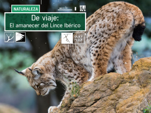 De viaje: el amanecer del Lince ibérico