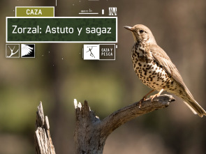 Zorzal: astuto y sagaz