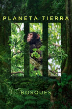 Planeta Tierra III: Bosques