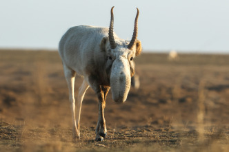 Planeta Tierra III: Desiertos y praderas