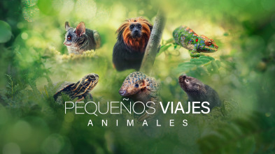 Pequeños viajes animales 