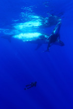 Ballenas con Steve Backshall 