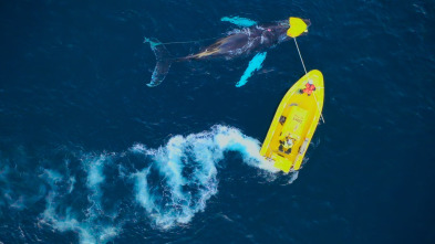 Ballenas con Steve...: Cazadoras