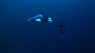 Ballenas con Steve...: Cazadoras