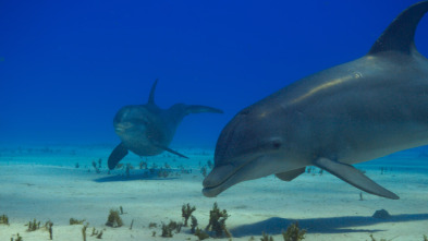 Ballenas con Steve...: Cazadoras