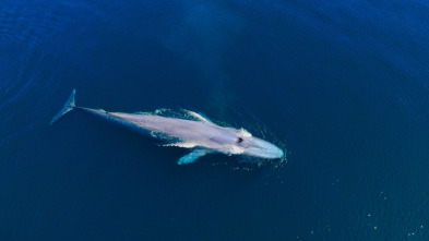 Ballenas con Steve...: Viajeras