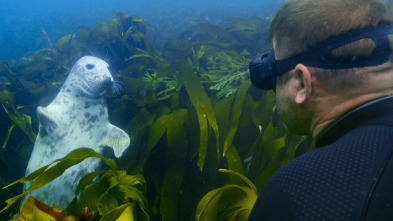 Ballenas con Steve...: Supervivientes