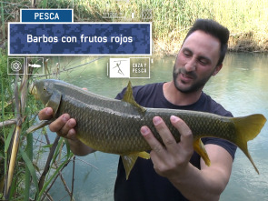 Barbos con frutos rojos