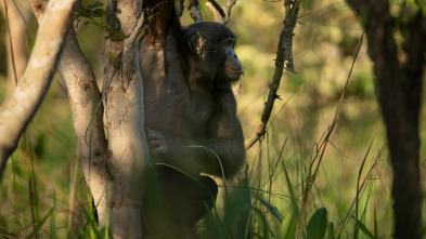 Reinas del mundo salvaje: Las reinas de la selva tropical