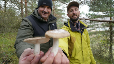 La cocina mágica de...: Setas con estrella