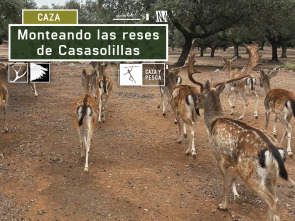 Monteando las reses de Casasolilla