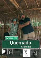 Quemado (T1): Araminta