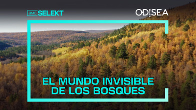 El mundo invisible de los bosques 