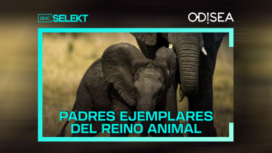 Padres ejemplares del reino animal