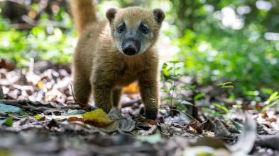 Nacido para ser salvaje: Thiago/ el pequeño coatí