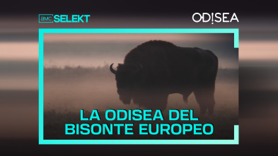 La odisea del bisonte europeo