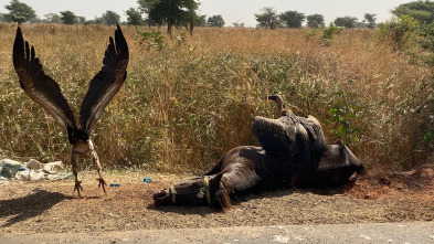 Atlántico: El vuelo de los pelícanos