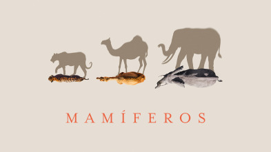 Mamíferos 