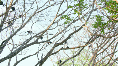 Mamíferos: En el bosque