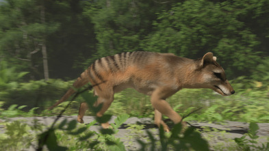 Bestias del pasado: Tigre de Tasmania