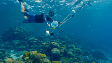Barreras de coral en peligro