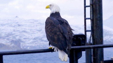 Pesca radical: Donde las águilas desafían