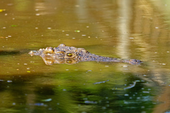 Hipopótamos y cocodrilos con Steve Backshall 