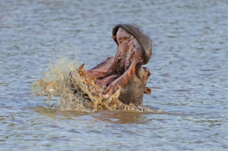 Hipopótamos y cocodrilos con Steve Backshall 