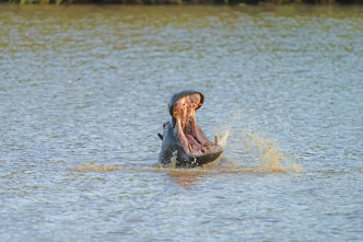 Hipopótamos y cocodrilos con Steve Backshall 