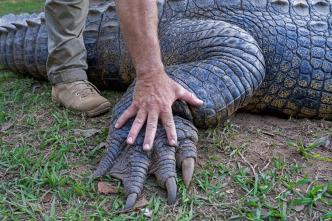 Hipopótamos y...: Cocodrilos con Steve Backshall II