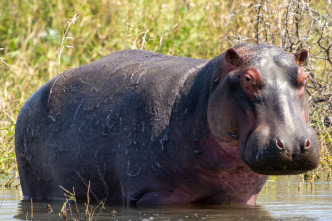 Hipopótamos y...: Hipopótamos con Steve Backshall I