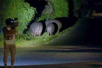 Hipopótamos y...: Hipopótamos con Steve Backshall II