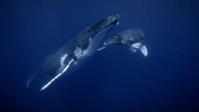Los secretos de las...: Las canciones de las ballenas jorobadas