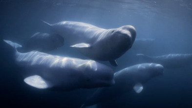 Los secretos de las...: El reino de las belugas