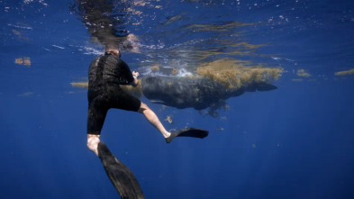 Los secretos de las...: Los gigantes del océano
