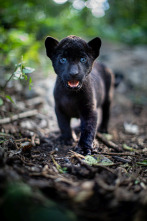 Emma y el jaguar negro