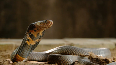 Serpientes en la ciudad: Verano de serpientes